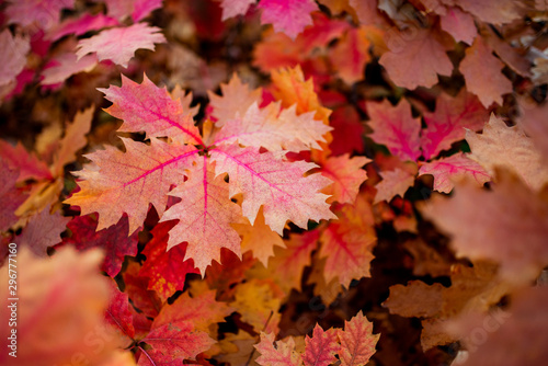 Фотография quercus rubra background, red oak leaves in autumn