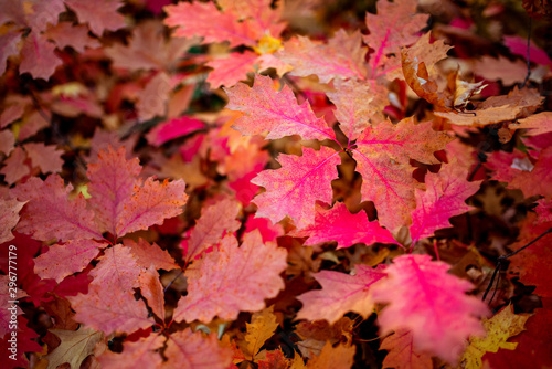 Φωτογραφία red oak leaf quercus rubra fall autumn tree