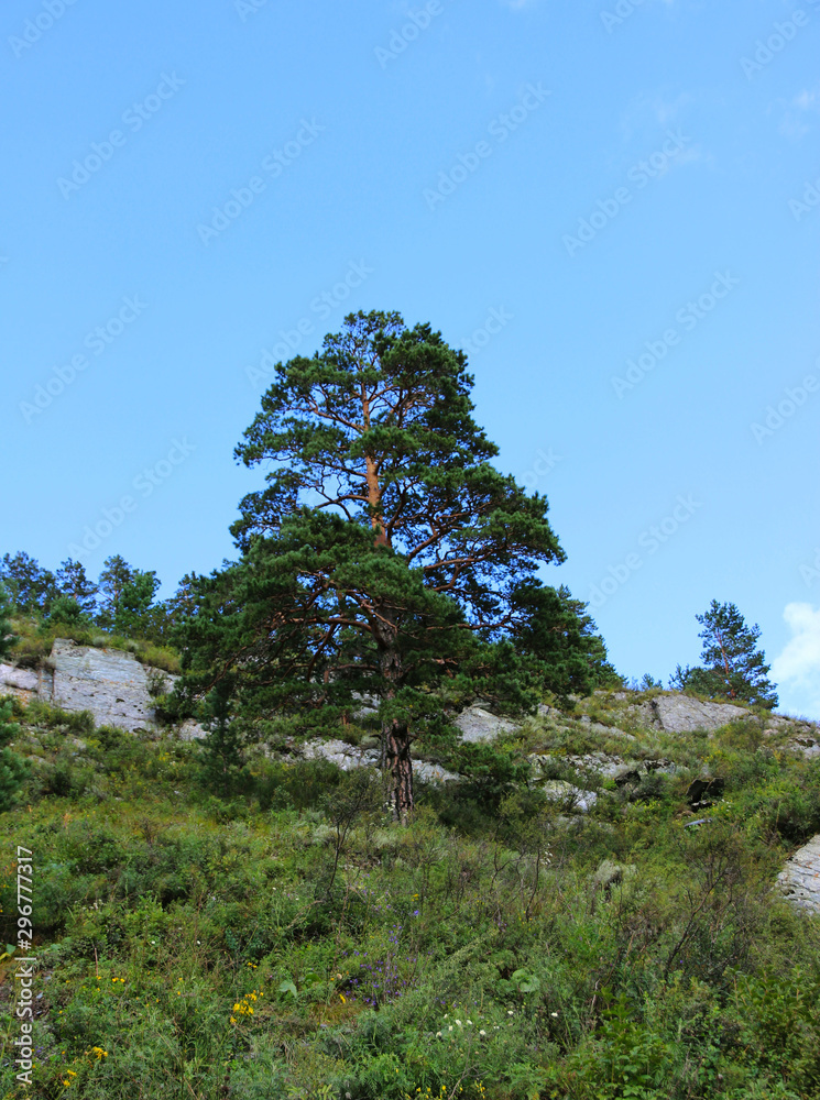 Fototapeta premium Landscape. Forest, river, mountains, plateau, Siberian taiga, blue sky with clouds, Altai, travel.