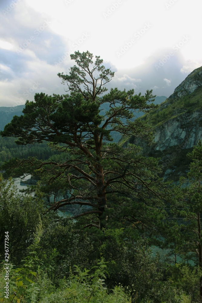 Landscape. Forest, river, mountains, plateau, Siberian taiga, blue sky with clouds, Altai, travel.