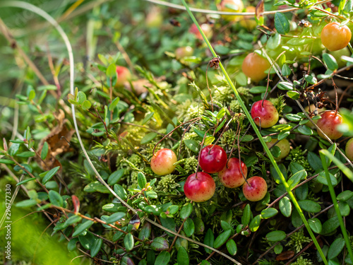 Wild red cranberies green background
