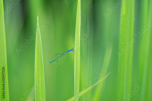 A small blue needle dragonfly on a leaf ,Blurred green background