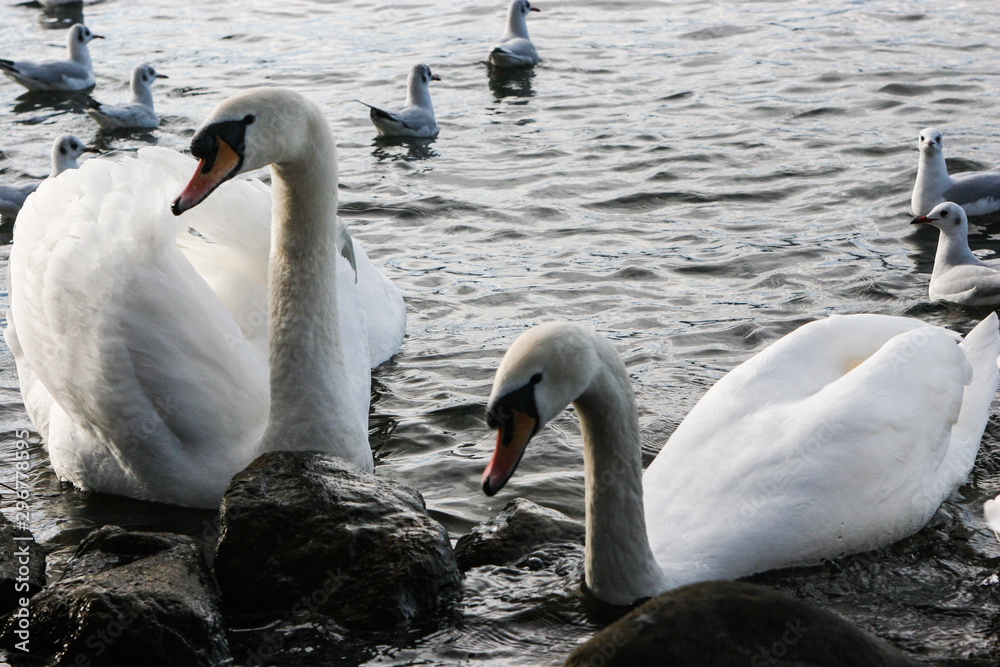 Fototapeta premium Couple of swans on the lake