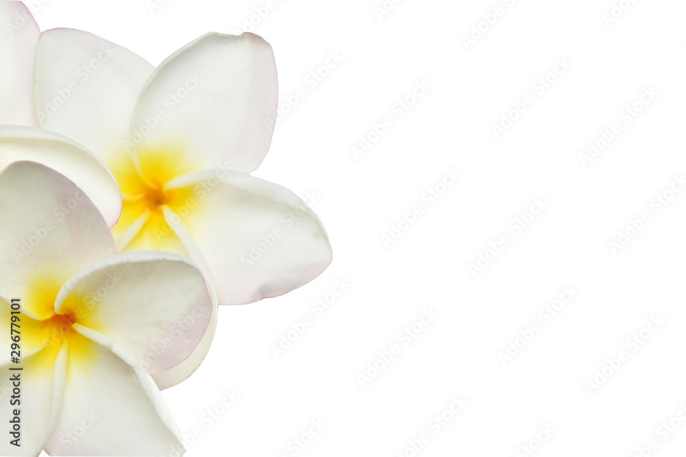 frangipani flowers on white background with  clipping path.