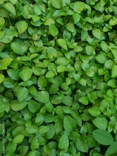 background of green leaves