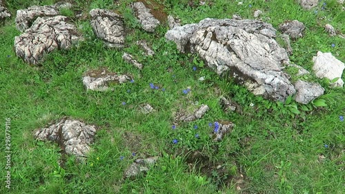 Round leave gentian flower in alps, Zillertal valley in Austria.(Gentiana orbicularis) photo