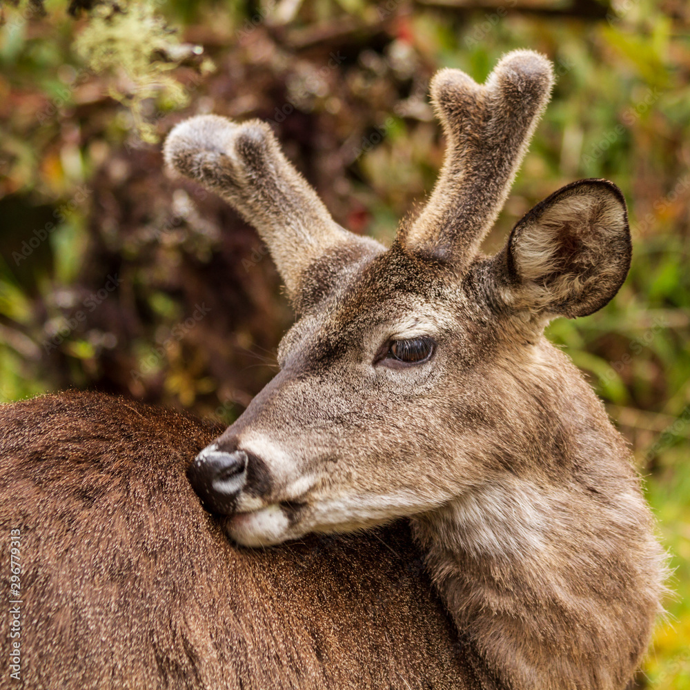 Fototapeta premium young white tailed deer 