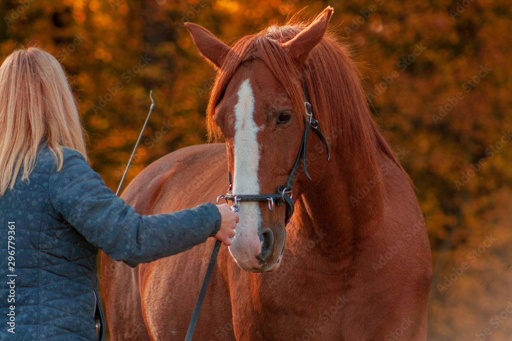Communication between horse and a human. Blonde woman training chestunt horse in hand.