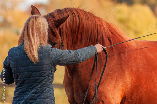Communication between horse and a human. Blonde woman training chestunt horse in hand. 