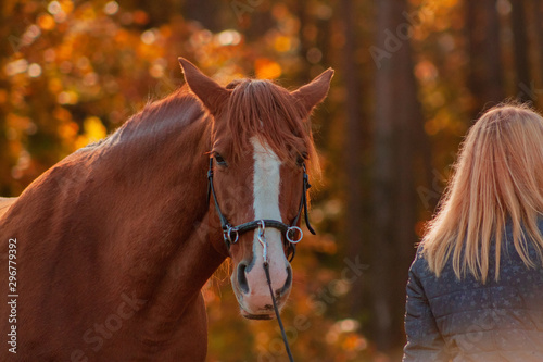 Communication between horse and a human. Blonde woman training chestunt horse in hand. 