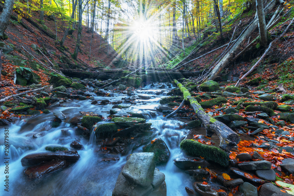 Fototapeta premium Picture of autumn Carpathian forest with spring water and waterfall, strewn with yellow and red leaves and sunlight through the foliage of trees.