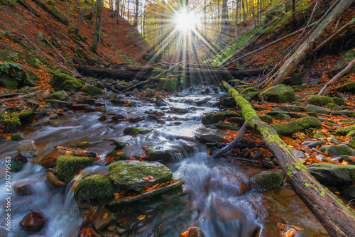 Picture of autumn Carpathian forest with spring water and waterfall  strewn with yellow and red leaves and sunlight through the foliage of trees.