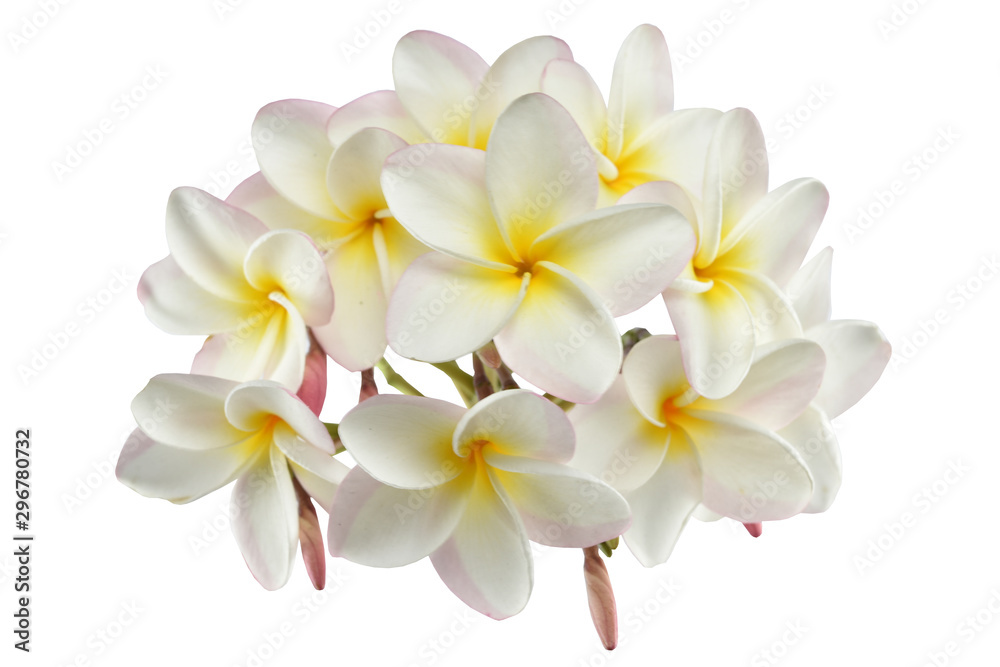 frangipani flowers on white background.