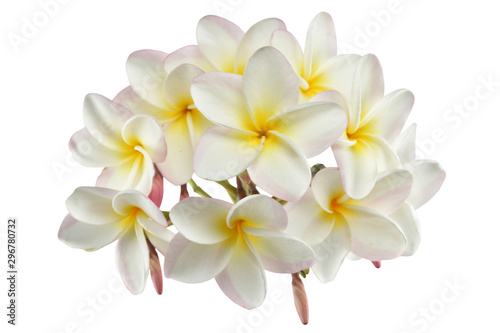 frangipani flowers on white background.