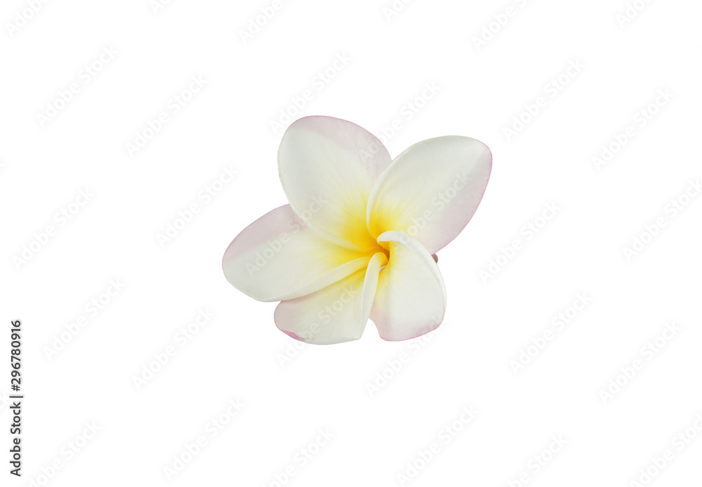 frangipani flowers on white background with clipping path.