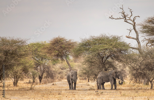 african elephant in a landscape of Tanzania