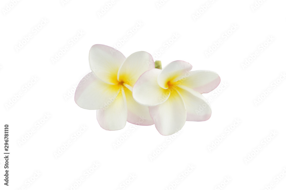 frangipani flowers on white background with clipping path.