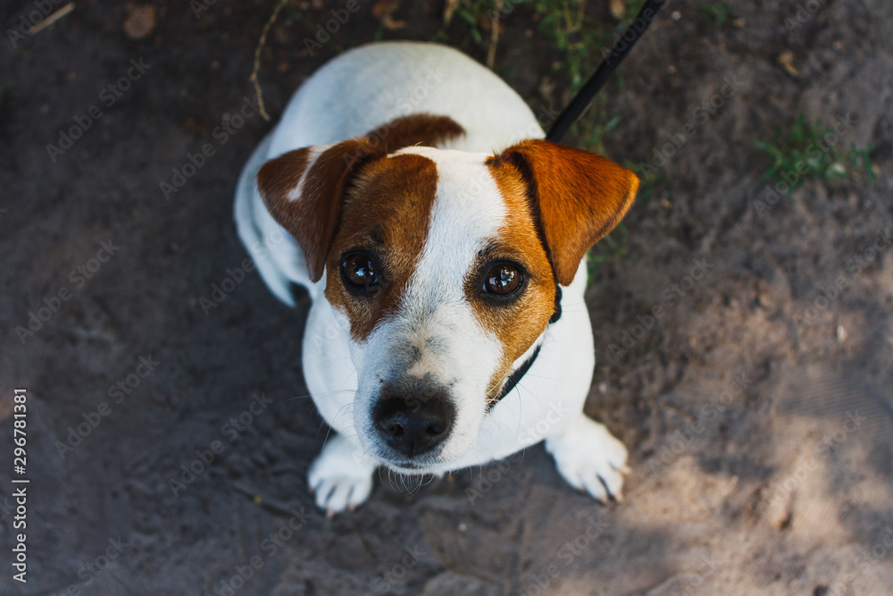 Jack Russell Terrier sits on the ground