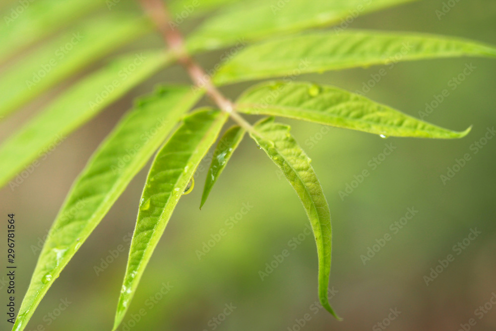 Ailanthus altissima leaves, Summer abstract background. Ailanthus altissima leaves, Summer abstract background.