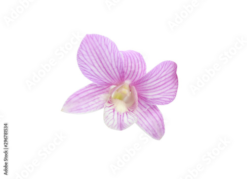pink orchids flower on white background with clipping path.