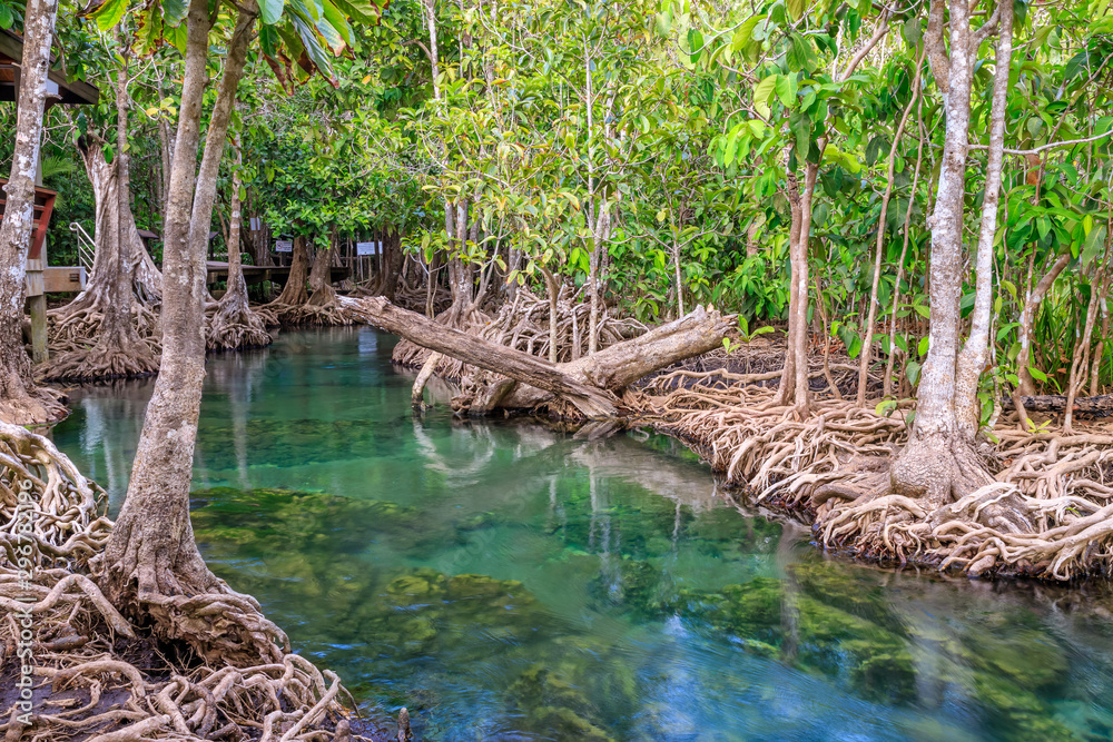 Mangrove and crystal clear water stream canal at Tha Pom Klong Song Nam mangrove wetland, Krabi, Thailand Mangrove and crystal clear water stream canal at Tha Pom Klong Song Nam mangrove wetland, Krabi, Thailand