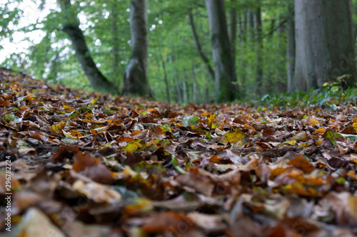 Herbstlaub