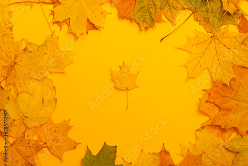 Photo of autumn leaves, place for text, discounts, minus percent, autumn collection. Background