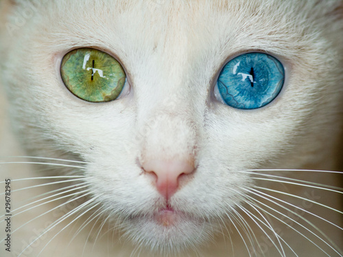 Cat with ocular heterochromia