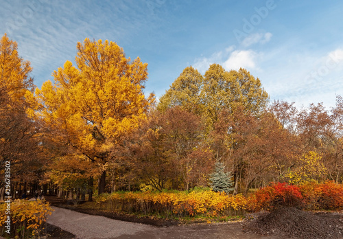 Bushes and trees brightly colored in different colors in the park on a sunny autumn evening