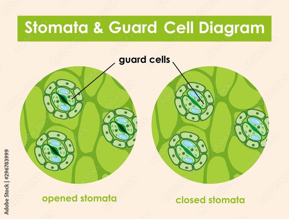Diagram showing stomata and guard cell Stock Vector Adobe Stock