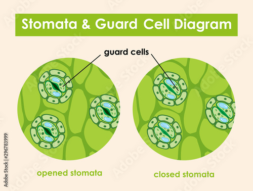 Diagram showing stomata and guard cell