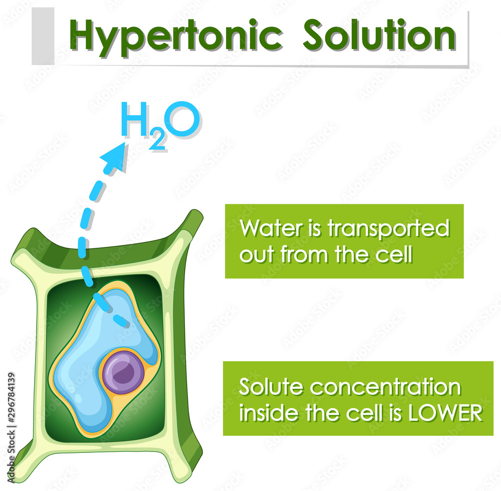 Diagram showing hypertonic solution Stock Vector | Adobe Stock