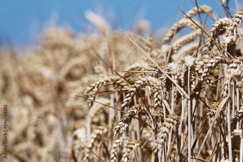 Fototapeta premium Weizen