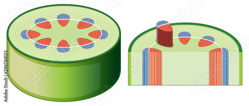 Diagram showing stem structure