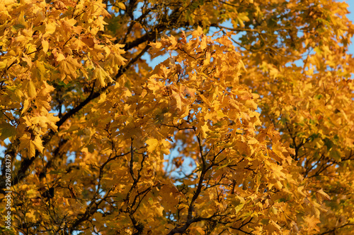 Yellow trees in autumn time.