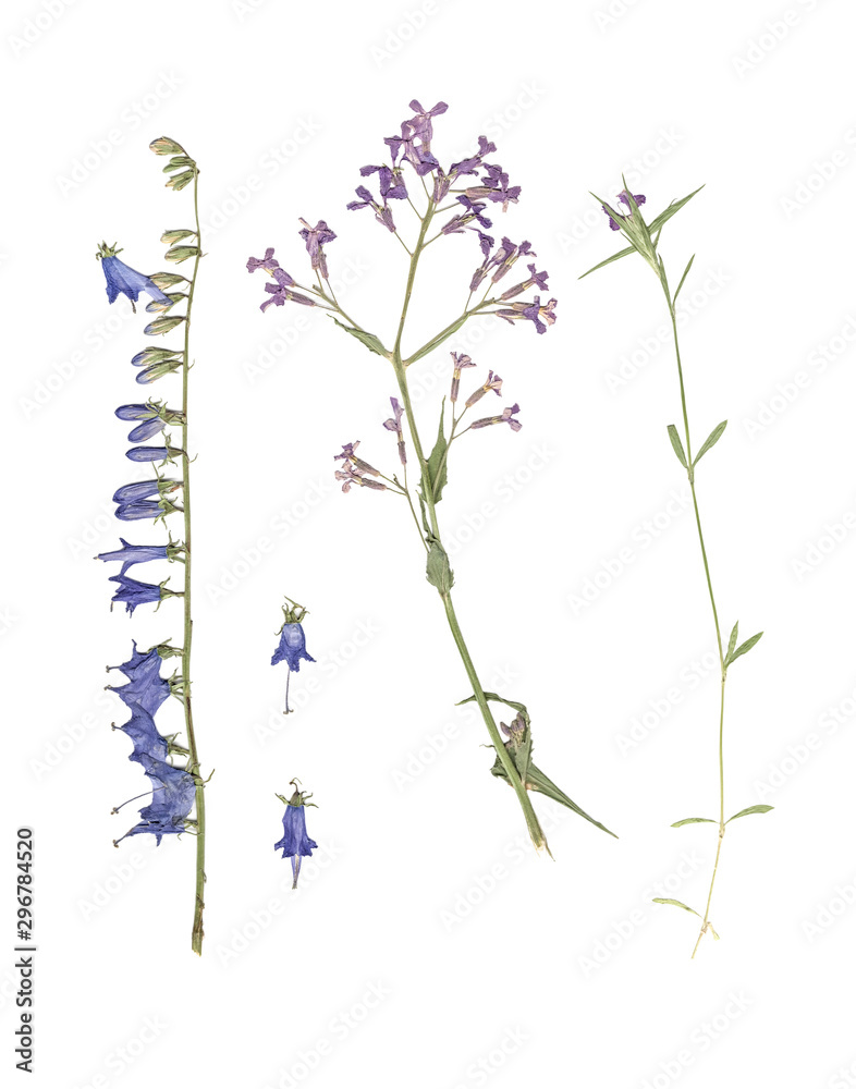 Herbarium. Composition of pressed and dried grass with blue flowers on a white background.
