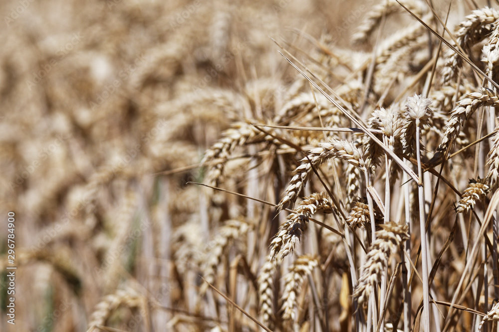 Fototapeta premium Weizen
