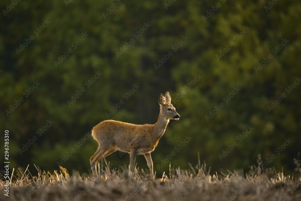 Deer warming in the soft light of morning on a fall day Deer warming in the soft light of morning on a fall day