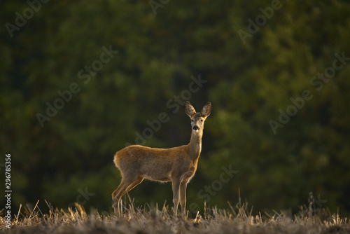 Fototapeta Naklejka Na Ścianę i Meble -  Deer with the desire to be photographed in the warm morning light