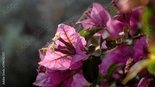 Flowering plants. Blooming flowers on the streets of Benitses in Greece. 4K photo