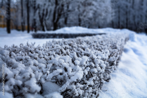 Winter background with frosty bushes. Bushes under the snow on a snowy background. Starts up on a frosty day