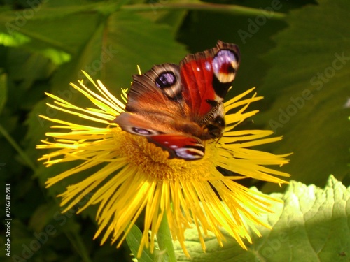 butterfly on flower