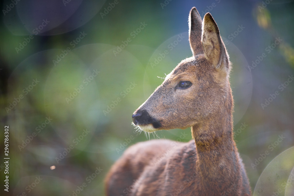 Close up of a Deer Close up of a Deer