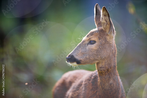 Close up of a Deer