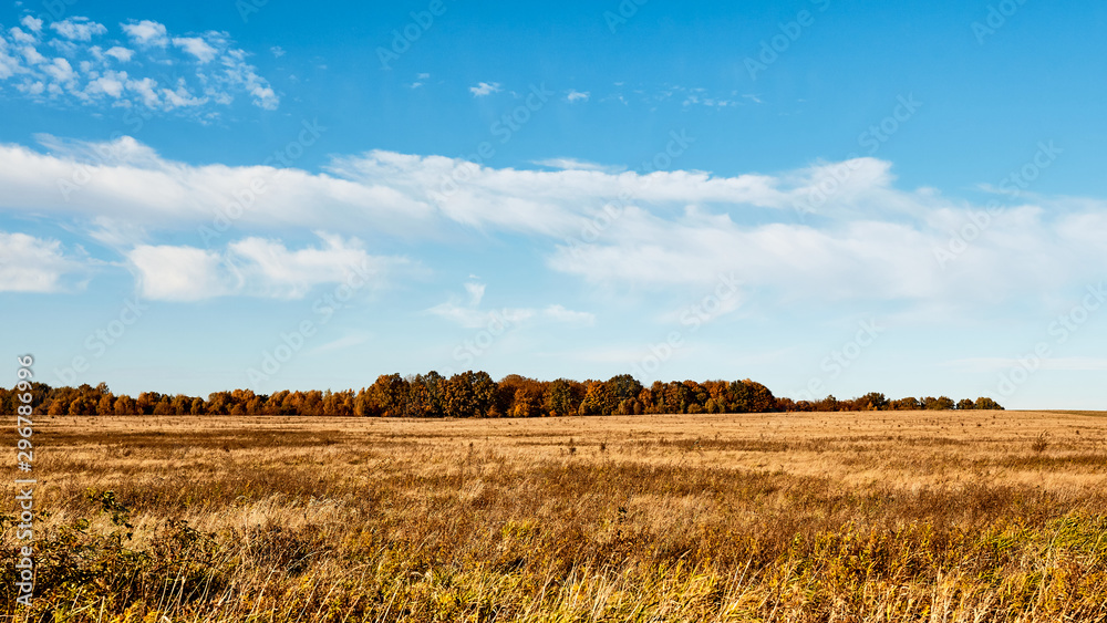 Field. Autumn panoramic landscape. Orange field and blue sky. 