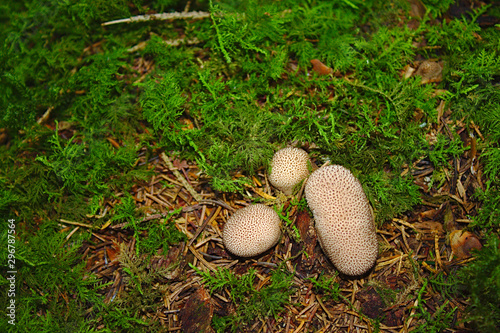 Kartoffelbovist photo