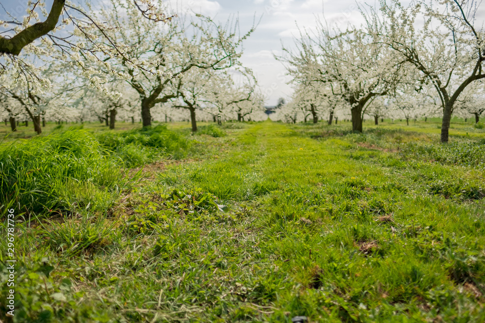 Blooming fruit trees seen in a large orchard during a mild spring. Part of this vast orchard can be seen extending to the background, the fruits being used in commercial ingredients.