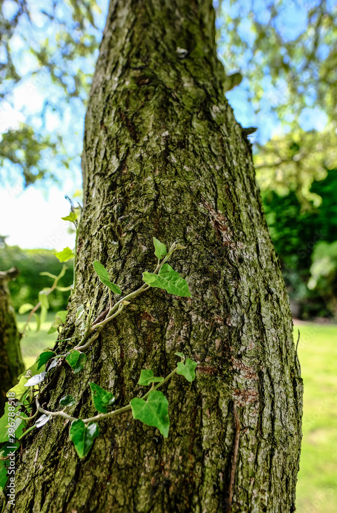 Ivy seen creeping up the side of a large willow tree as seen by the side of a pond.