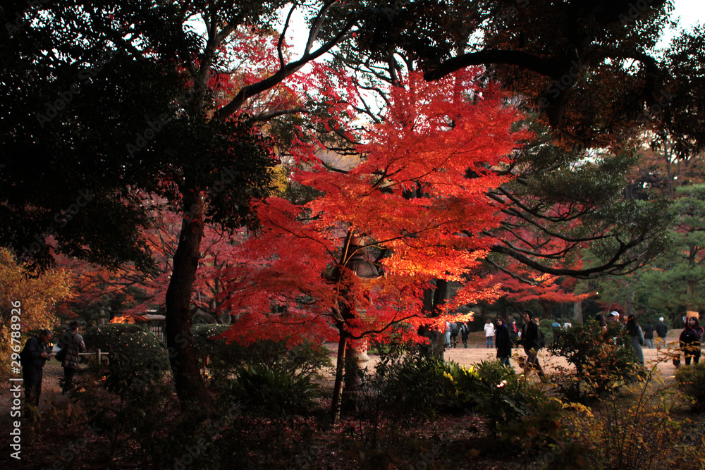 Autumn colorful leaves at night in Japan Autumn colorful leaves at night in Japan