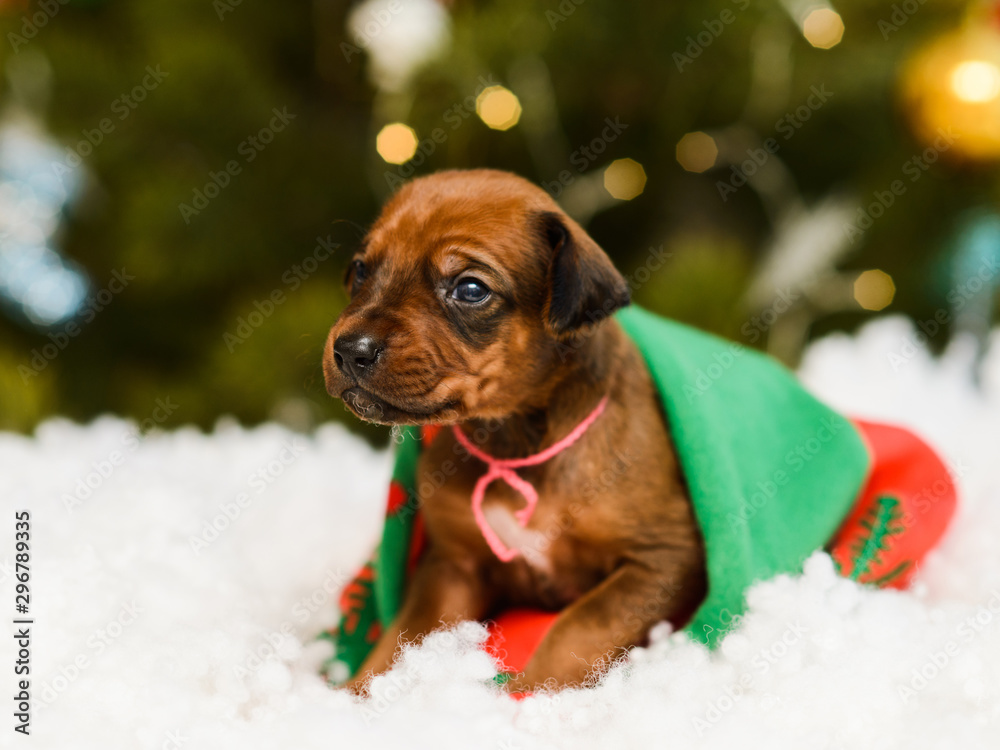 Cute puppy in snow and christmas new year decorations Cute puppy in snow and christmas new year decorations